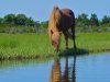 03 -Assateague Pony