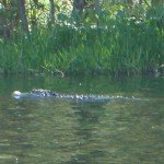 This is why it's called "Alligator River"