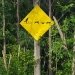 Dog Sled Trail